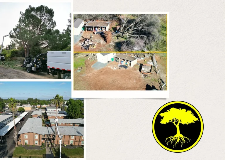 Top Professional Tree Service for Expert Care and Precision Maintenance