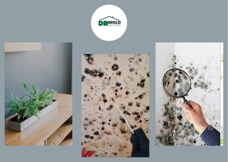 Expert House Mold Inspection Services for Healthier Indoor Air Quality