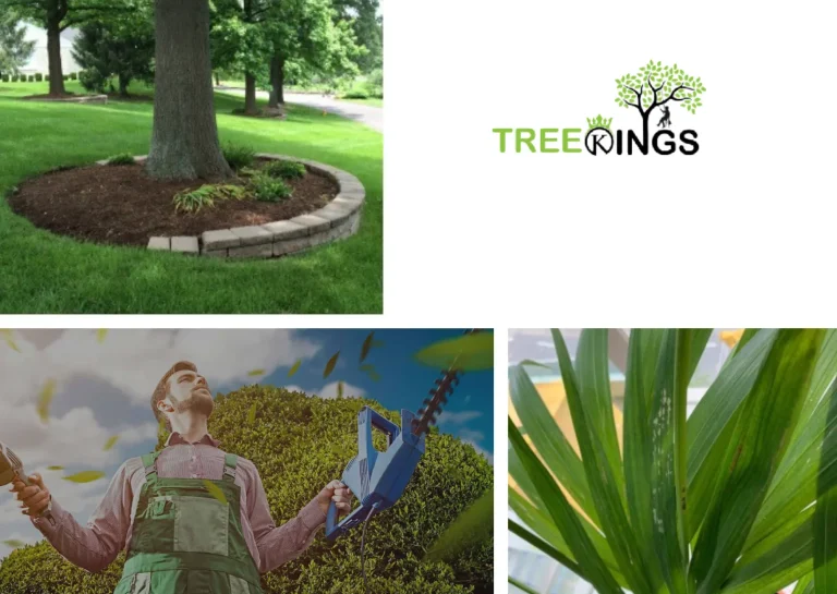 Reliable and Affordable Tree Removal Broadmeadows Services by Certified Experts