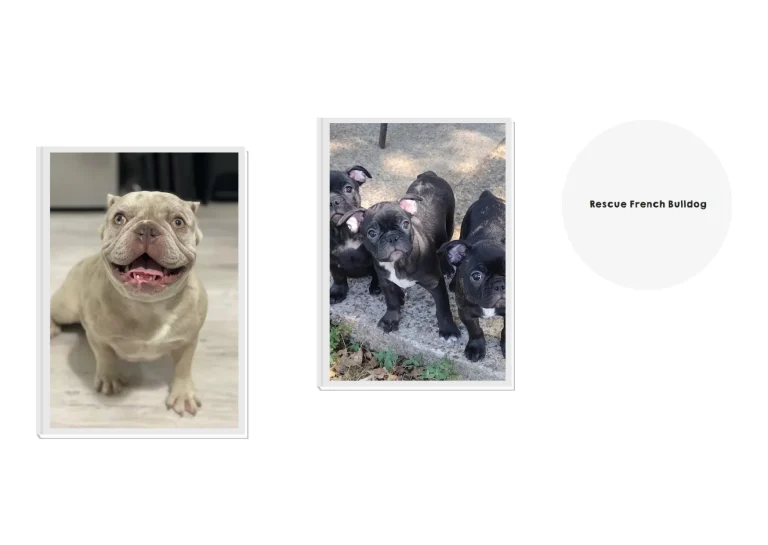 How to Rescue French Bulldogs and Provide Them a Loving Forever Home How to Rescue French Bulldogs and Provide Them a Loving Forever Home