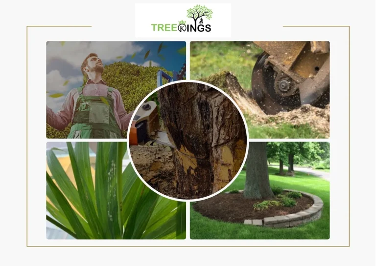 Reliable Tree Services Strathmore for Professional Property Care and Maintenance Reliable Tree Services Strathmore for Professional Property Care and Maintenance