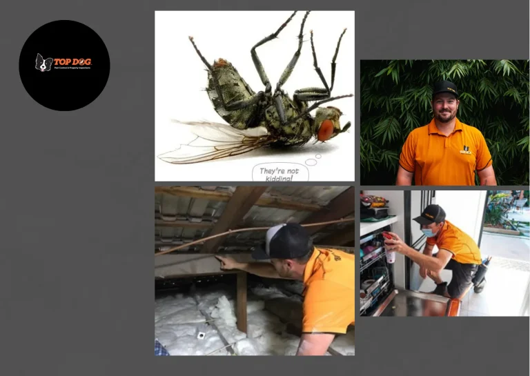 Effective Termite Barriers Gold Coast for Long-Lasting Home Protection
