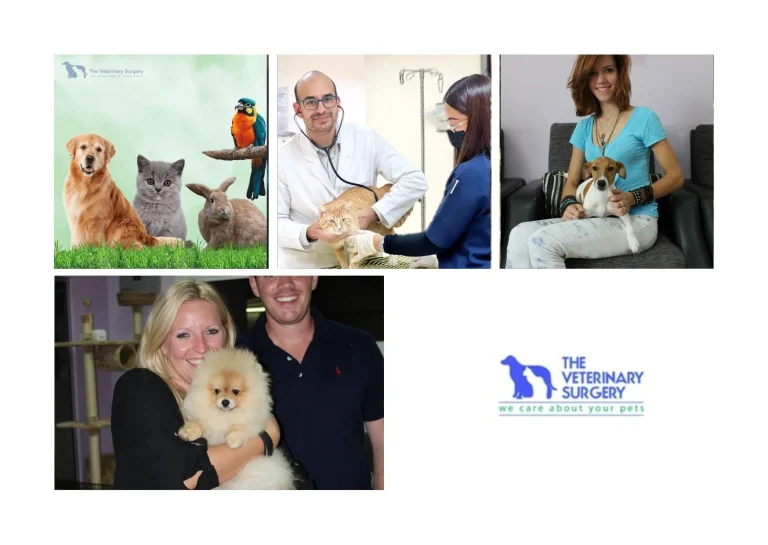 Expert Vet Center Qatar Services for Comprehensive Pet Care and Advanced Treatment