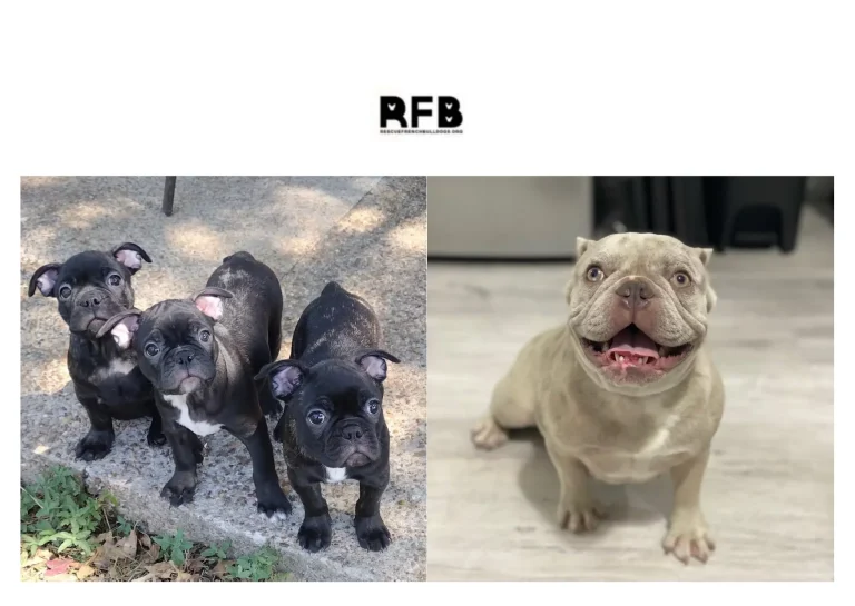 French Bulldog Rescue: Find Loving Homes and Support Lifesaving Efforts French Bulldog Rescue: Find Loving Homes and Support Lifesaving Efforts