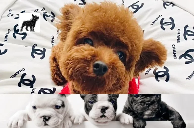 How to Find Healthy Floodle Puppies for Sale and Avoid Common Pitfalls