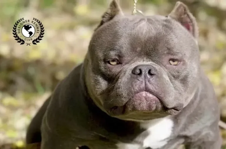 How to Secure American Bully Registration in Your Local Area with Designer Kennel Club Guidance