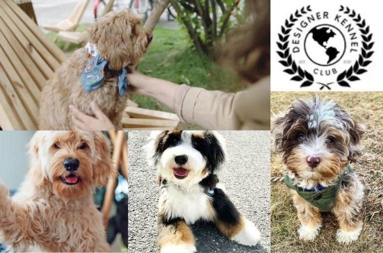 Dog Papers Registration Services by Designer Kennel Club Dog Papers Registration Services by Designer Kennel Club