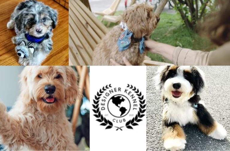 Designer Dog Breeder Insights from the Designer Kennel Club Guest Post