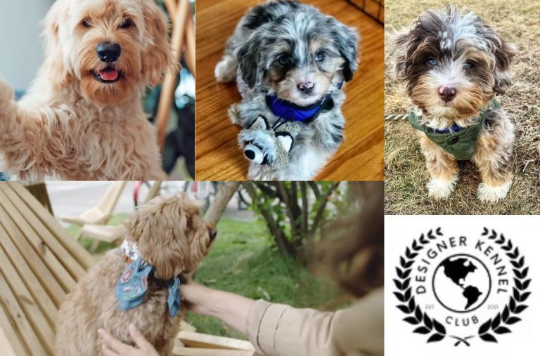 How to Choose a Designer Dog Breeder: Expert Tips for Confident Decisions