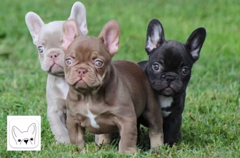 Finding the Best Deals on French Bulldog for Sale: Local Options Compared Finding the Best Deals on French Bulldog for Sale: Local Options Compared