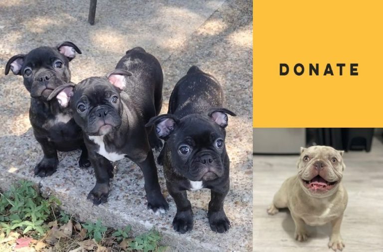 Find a French Bulldog Near Me: Meet Rescued Dogs and Local Adoption Options