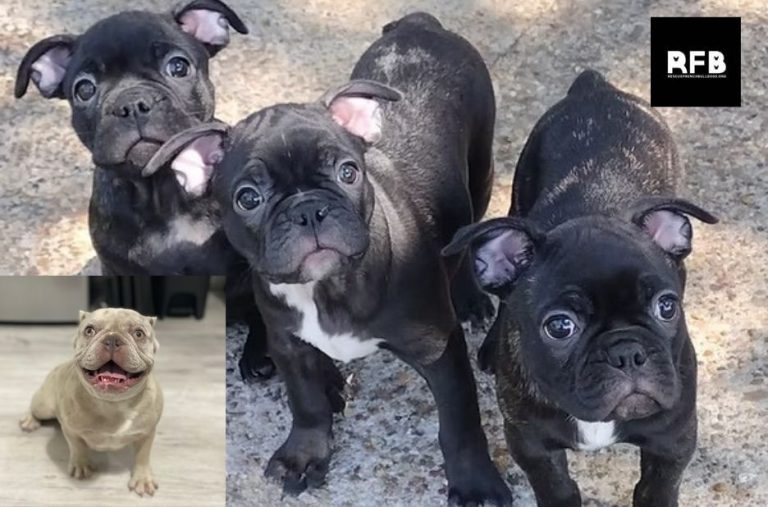 French Bulldog Rescue: How to Choose a Reputable Rescue and Avoid Scams