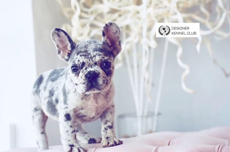 Exotic French Bulldog Registration Checklist for Designer Kennel Club Guidelines