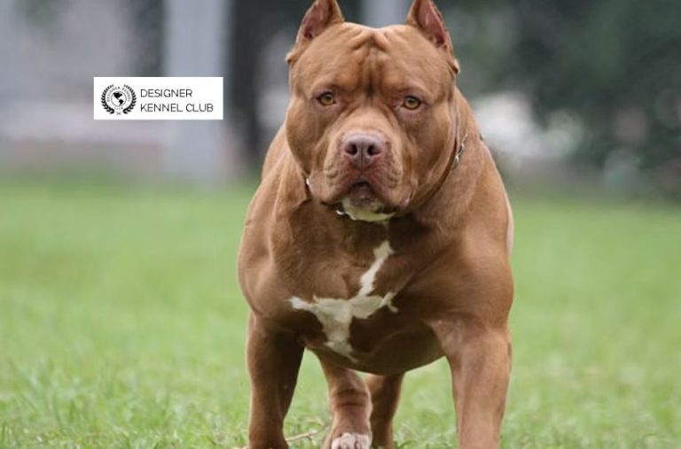 Practical Guide to Pitbull Registration Without Papers: Legal Options and Next Steps