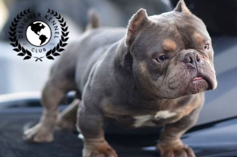 Registro de perros sin papeles: beneficios, requisitos y pasos para hacerlo bien