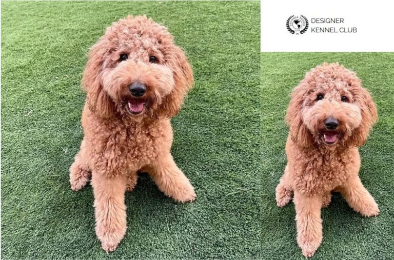 Golden Doodle Papers Without AKC: A Local Guide to Registration Steps