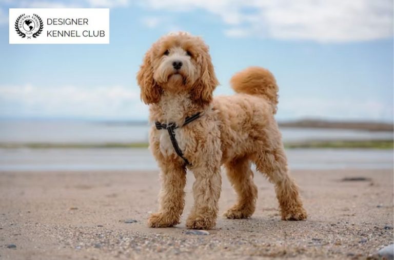 Cockerpoo Registration Papers: Designer Kennel Club vs Other Options Cockerpoo Registration Papers: Designer Kennel Club vs Other Options