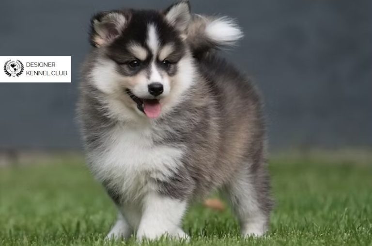 Pomeranian Husky Registration: Key Benefits and What to Expect