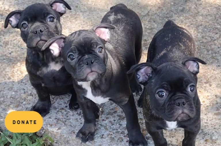 Rescue French Bulldogs: Choosing the Right Organization Through Key Service Differences