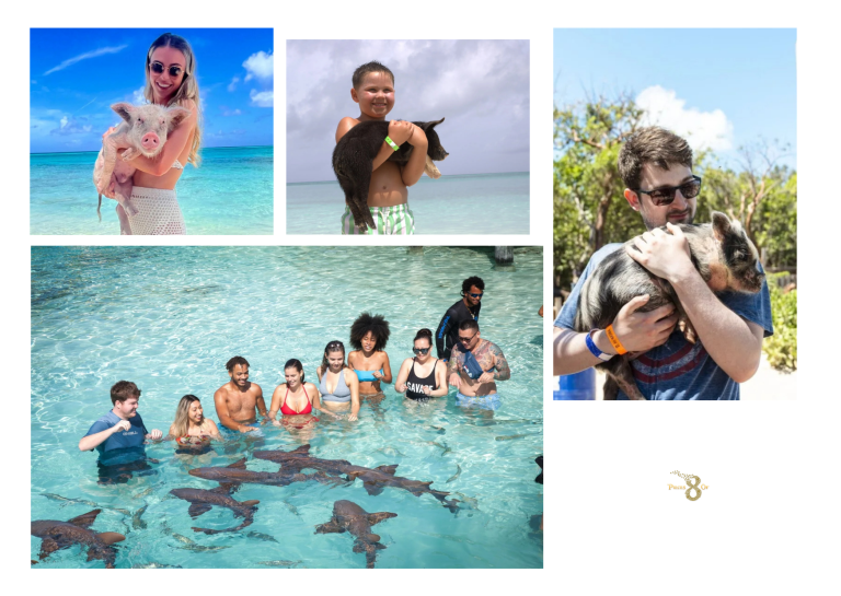 Exuma Bahamas Swim With Pigs: Benefits, What to Expect, and How to Book With Piecesof8tours.com