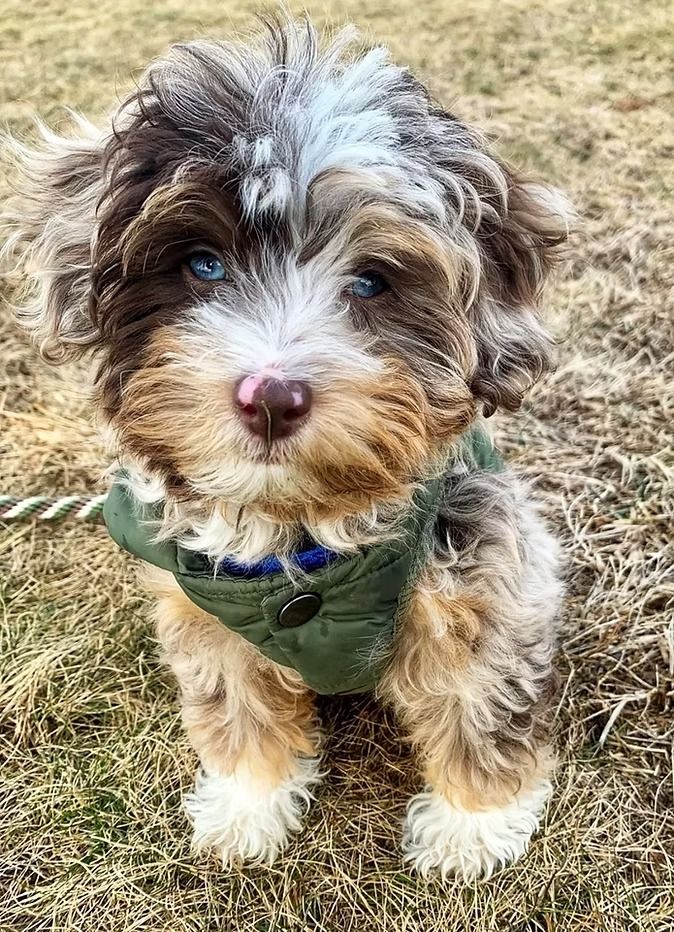 Expert Guide to Aussiedoodle Registration and Papers Expert Guide to Aussiedoodle Registration and Papers