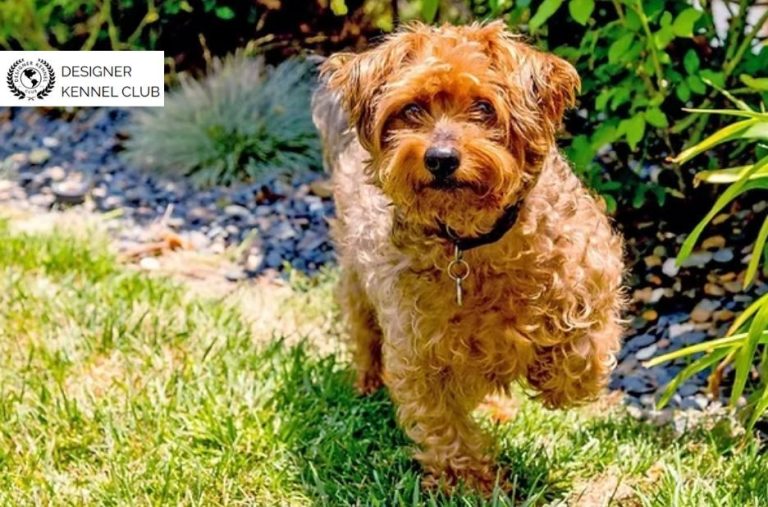 Local Guidance for Yorkiepoo Registration and Papers