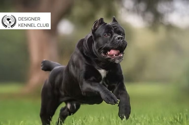 Register a Cane Corso Without AKC Using Local Options Register a Cane Corso Without AKC Using Local Options