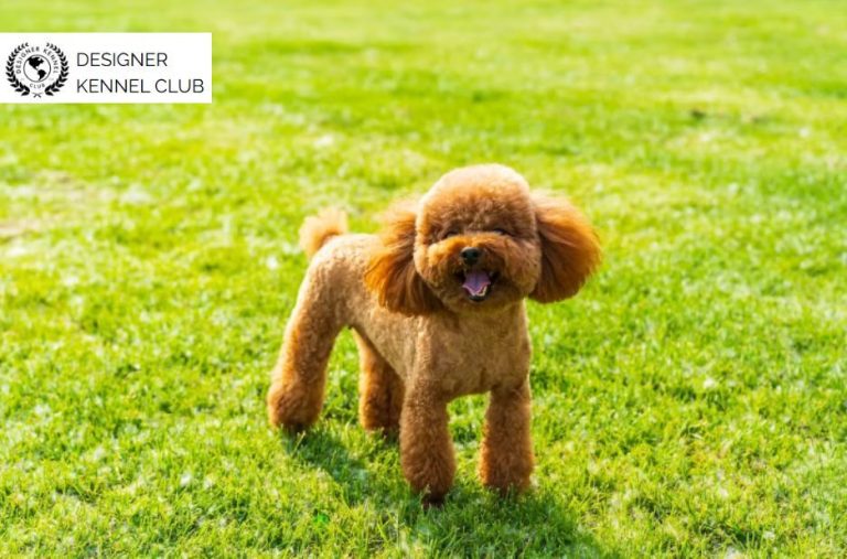 Poodle Registration Guidance: Expert Steps for Owners