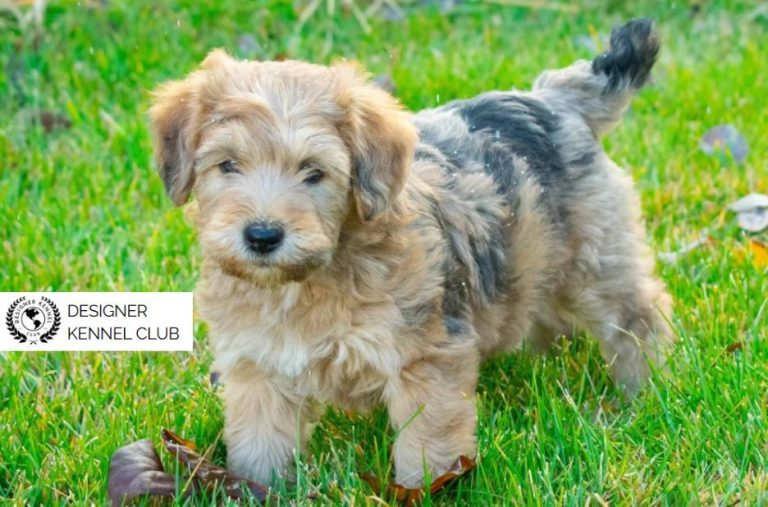 How to Navigate Wheatenpoo Registration Papers and Branding How to Navigate Wheatenpoo Registration Papers and Branding