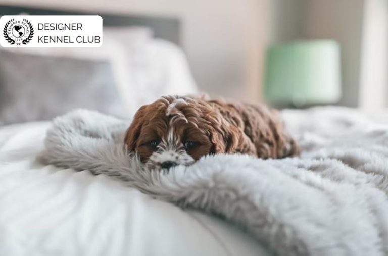 Reliable Cavapoo Documentation Without AKC Registry