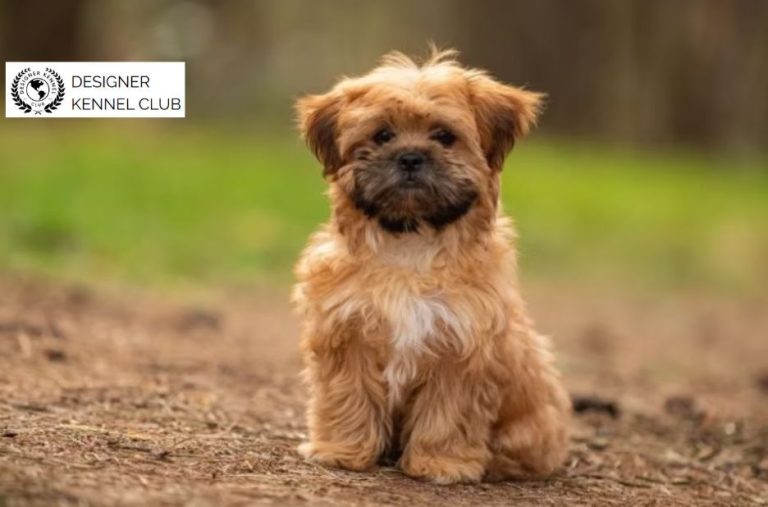 Expert Guide to Shorkie Registration Options and Steps Expert Guide to Shorkie Registration Options and Steps