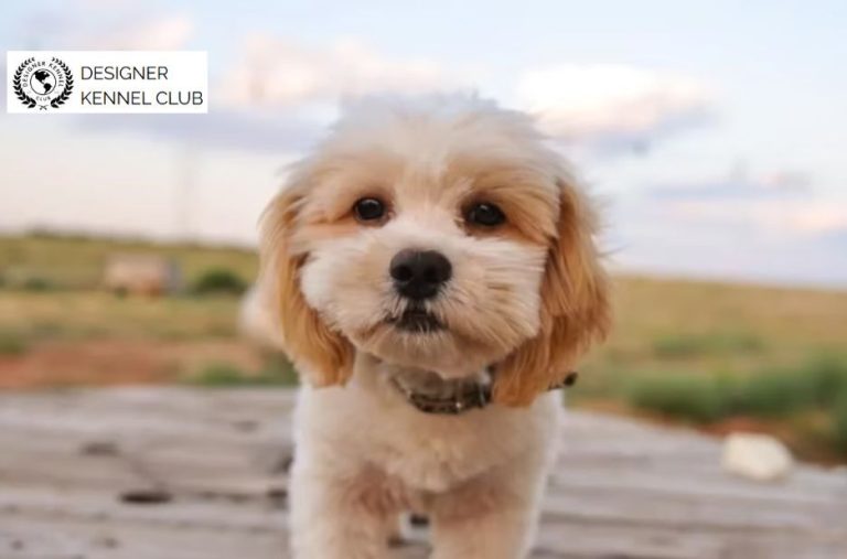Buying a Shih Poo Without AKC: Papers & Next Steps