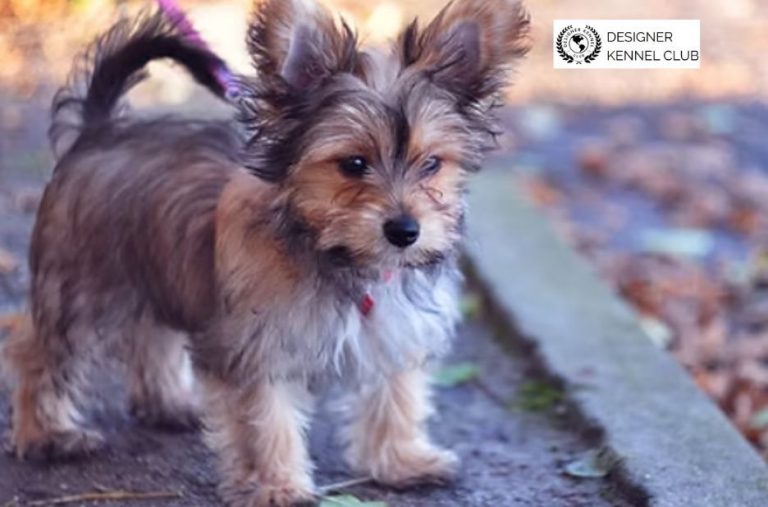 Dog Registration Checklist: Secure Papers Without Hassle Dog Registration Checklist: Secure Papers Without Hassle
