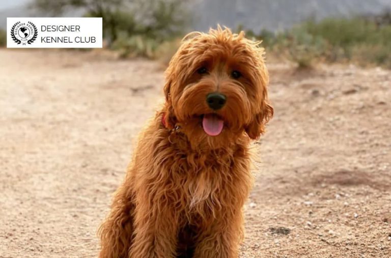 Local Steps for Foundation Dog Registration and Records