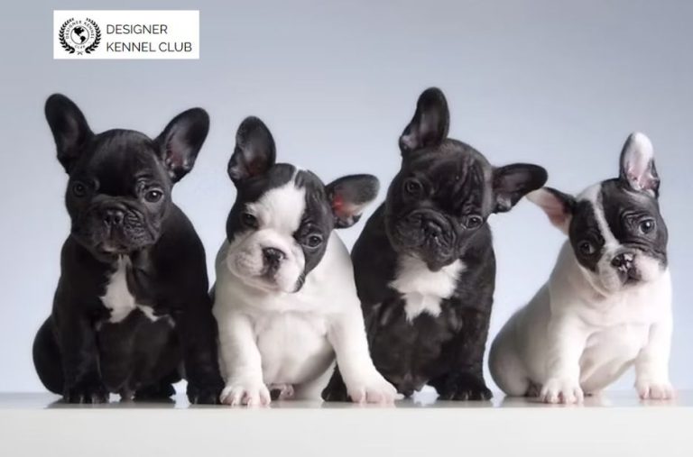 Registering a Dog Without AKC Papers: Expert Steps Registering a Dog Without AKC Papers: Expert Steps
